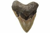 Fossil Megalodon Tooth - North Carolina #221822-1